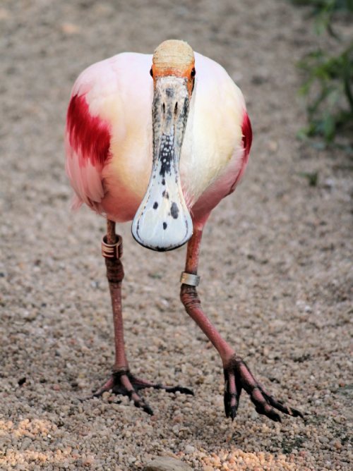 A close-up photo of a Roseate Spoonbill walking on a gravel path. The bird has a distinctive long, flat, spoon-shaped bill, vibrant pink and white plumage, and long slender legs, wearing identification bands.